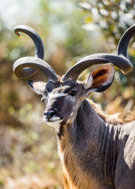 Antelope with twisted horns