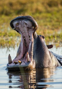 Hippopotamus showing huge jaw