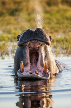 Hippopotamus showing huge jaw