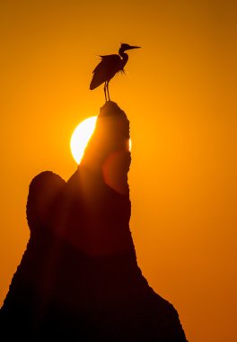 Heron staying on rock at sunset