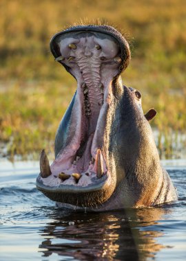 Hippopotamus showing huge jaw