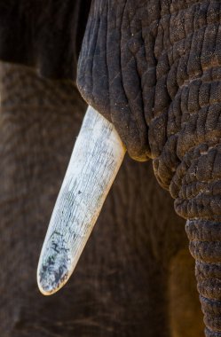 Elephants tusk and part of trunk