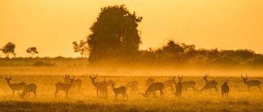Herd of gazelles grazing at sunset