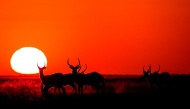 Herd of gazelles grazing at sunset