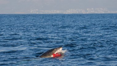 büyük beyaz köpekbalığı (carcharodon carcharias)