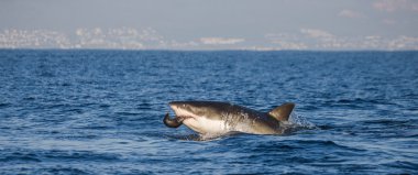büyük beyaz köpekbalığı (carcharodon carcharias)