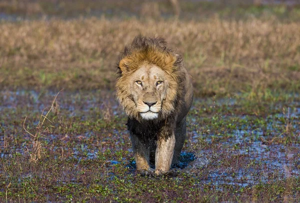 Beautiful Lion Caesar — Zdjęcie stockowe