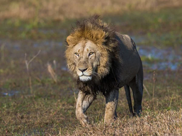 Beautiful Lion Caesar — Φωτογραφία Αρχείου