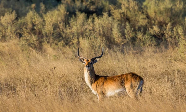 Männliche Gazelle weidet in Savanne — Stockfoto