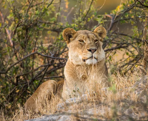 Dorminhoco, leão fêmea descansando — Fotografia de Stock