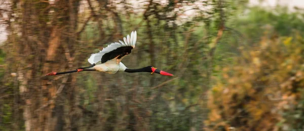 Colorfur heron flying  above swamp — Stockfoto