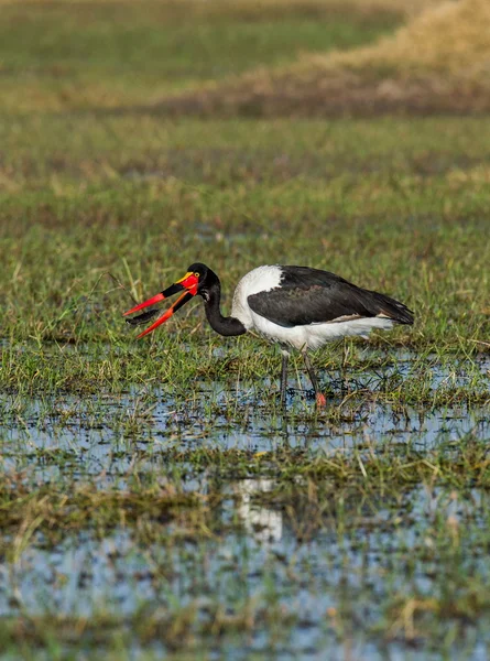 Colorfur heron  hunting  in swamp — Stockfoto