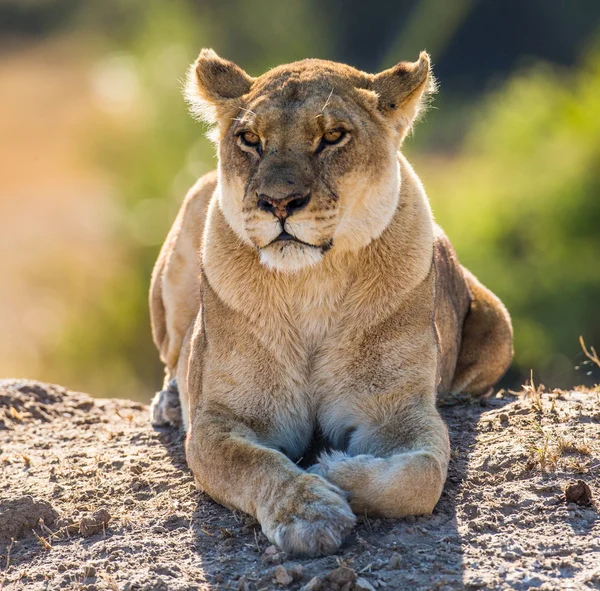 Dorminhoco, leão fêmea descansando — Fotografia de Stock