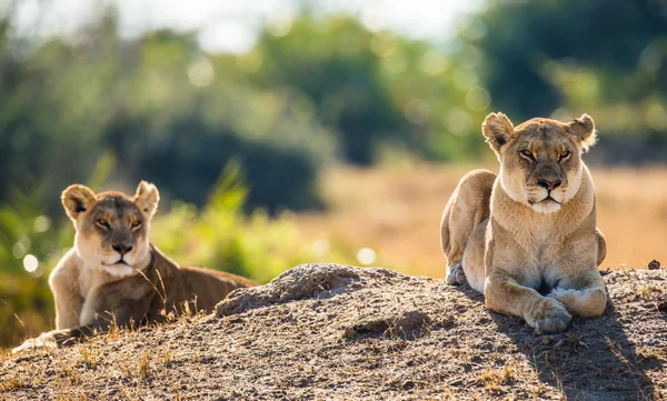 Zwei wilde Löwinnen — Stockfoto