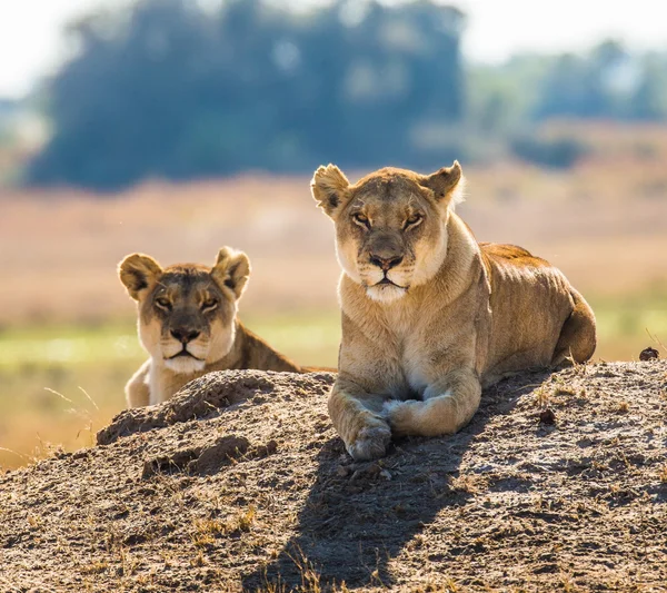 Two wild  lionesses — 스톡 사진