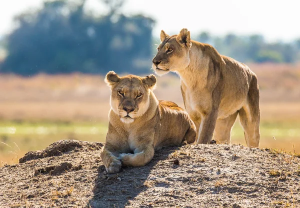 Two wild  lionesses — Stockfoto