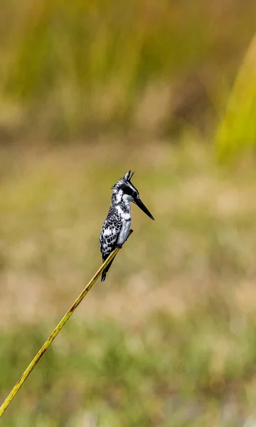 Pequeño pájaro sentado en rama — Foto de Stock