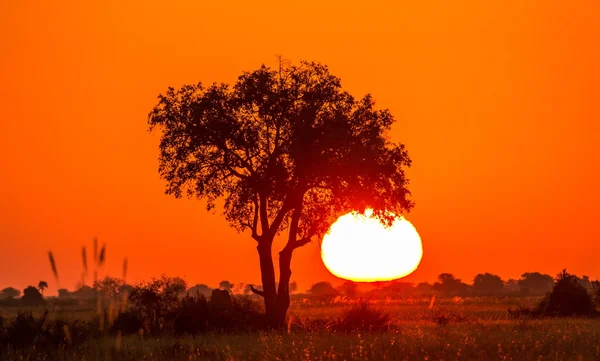 Colorido atardecer en sabana africana — Foto de Stock