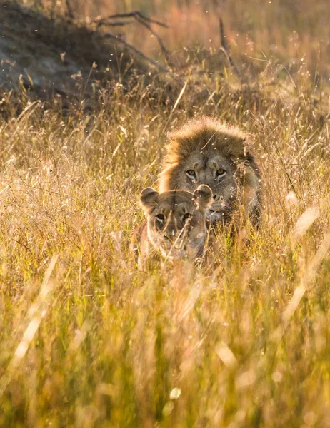 Lions family hunting together — Zdjęcie stockowe