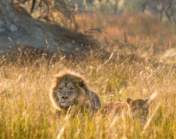 Lions family hunting together