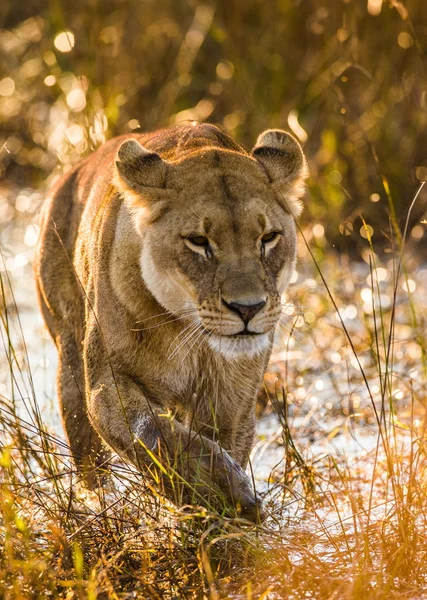 Female lion running in water