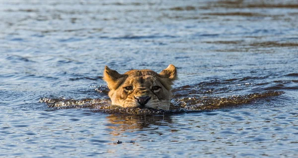 Lion swimming in river, — Stock fotografie