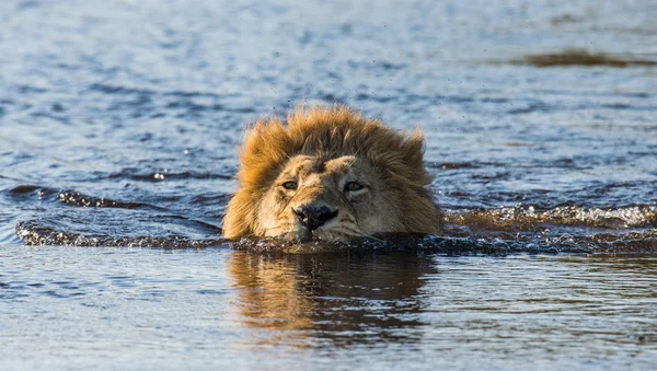 León nadando en el río , —  Fotos de Stock