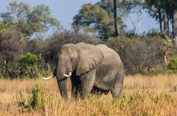 Caminhada de elefantes africanos adultos — Fotografia de Stock