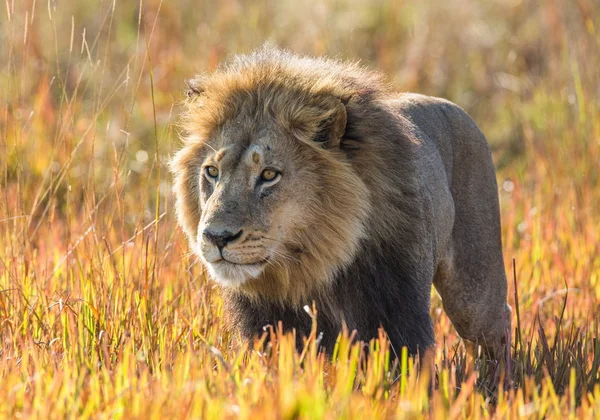 Beautiful Lion Caesar — 图库照片