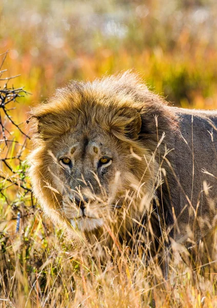 Beautiful Lion Caesar — Stok fotoğraf