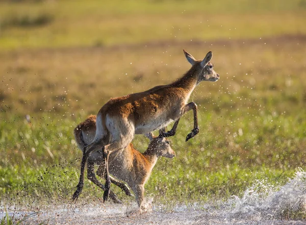 Manada de veados africanos correndo — Fotografia de Stock