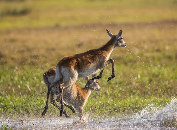 Troupeau de cerfs africains en marche — Photo