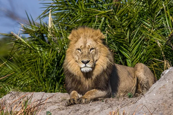 Beautiful Lion Caesar — Stock fotografie