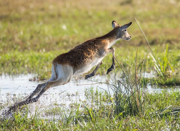 Young african deer running — Φωτογραφία Αρχείου