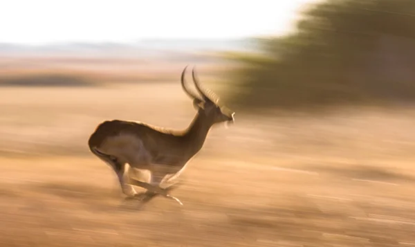 Gacela adulta corriendo en sabana —  Fotos de Stock