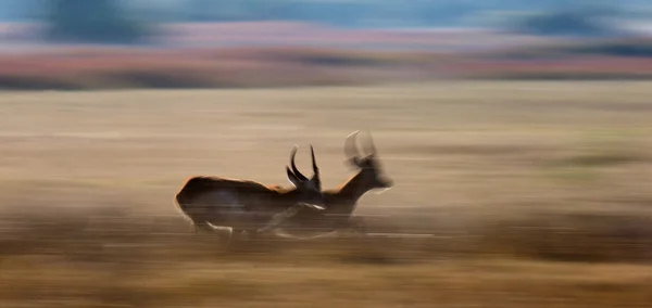 Adult african gazelles  running — 图库照片