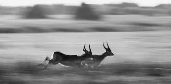 Adult african gazelles  running — 图库照片