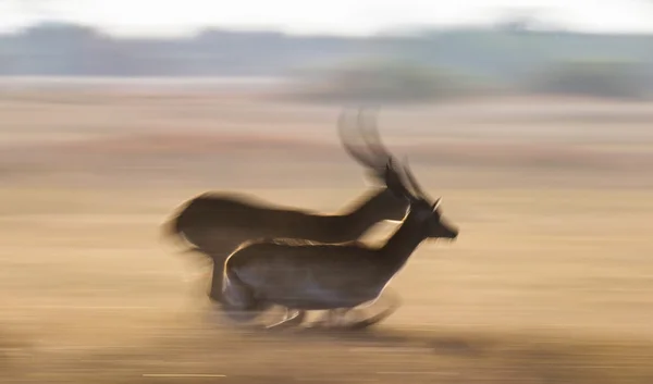 Adult african gazelles  running — Φωτογραφία Αρχείου