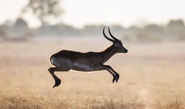 Adult gazelle running in savanna — ストック写真