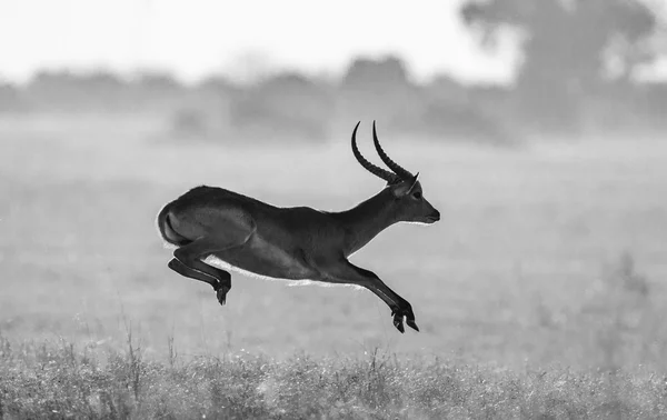 Adult gazelle running in savanna — Stok fotoğraf