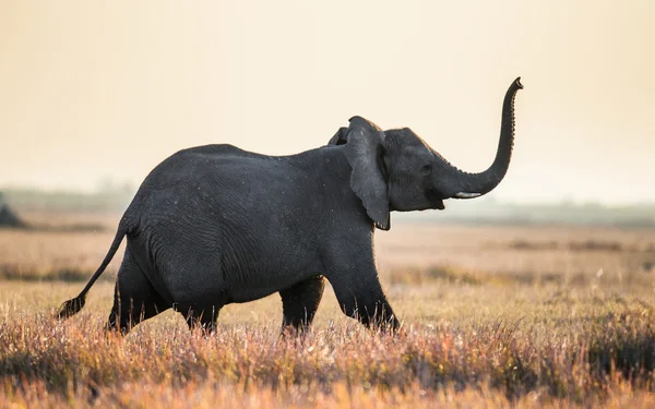 African elephant running in savanna