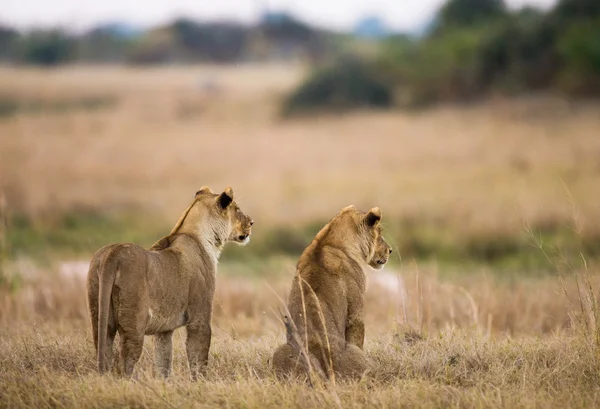 Zwei Löwen auf der Jagd im Savannensumpf — Stockfoto