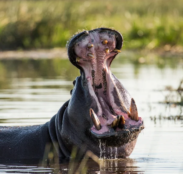 Nilpferd zeigt riesigen Kiefer — Stockfoto