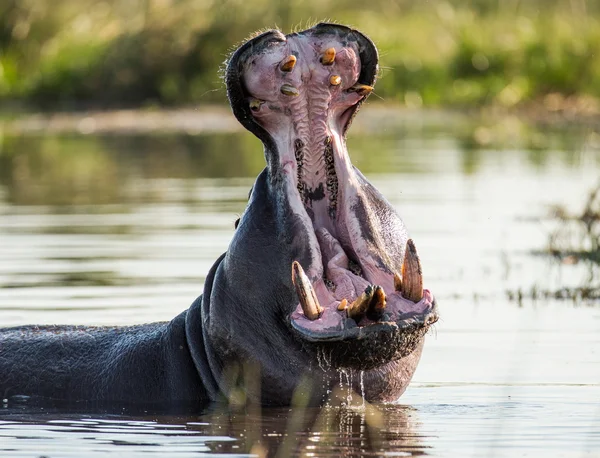 Hippopotame montrant une énorme mâchoire — Photo