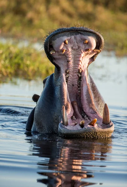 Hippopotame montrant une énorme mâchoire — Photo