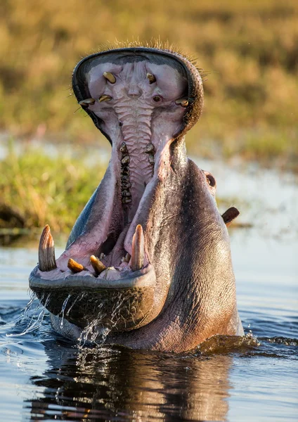 Hippopotamus showing huge jaw — Stok fotoğraf