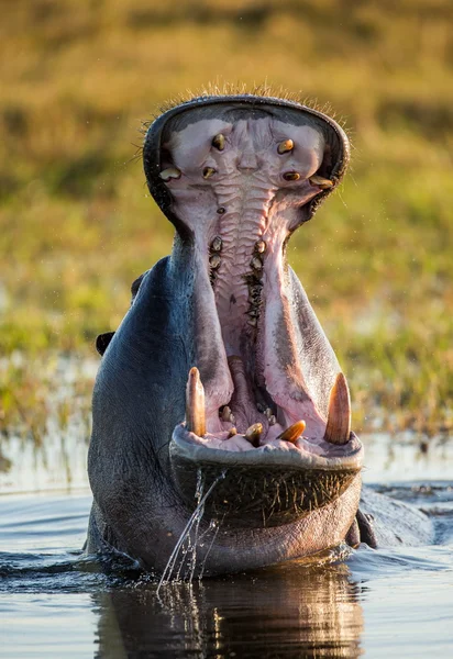 Nilpferd zeigt riesigen Kiefer — Stockfoto