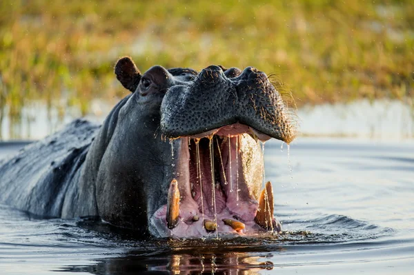 Hippopotamus showing huge jaw