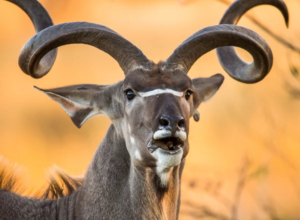 Antelope con corna attorcigliate — Foto Stock