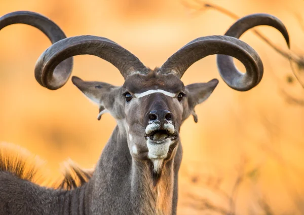 Antelope with twisted horns — 图库照片